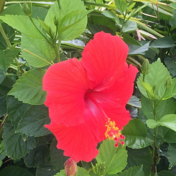 Meet your Posher, Anna - Picture 1 of 1